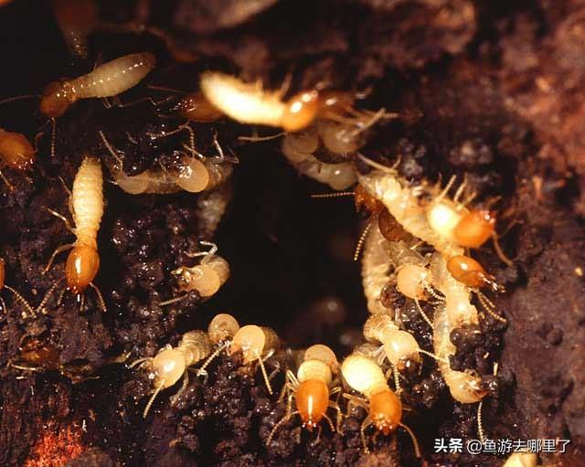 蚂蚁是益虫还是害虫，蚂蚁害虫还是益虫（蚂蚁到底是益虫还是害虫）