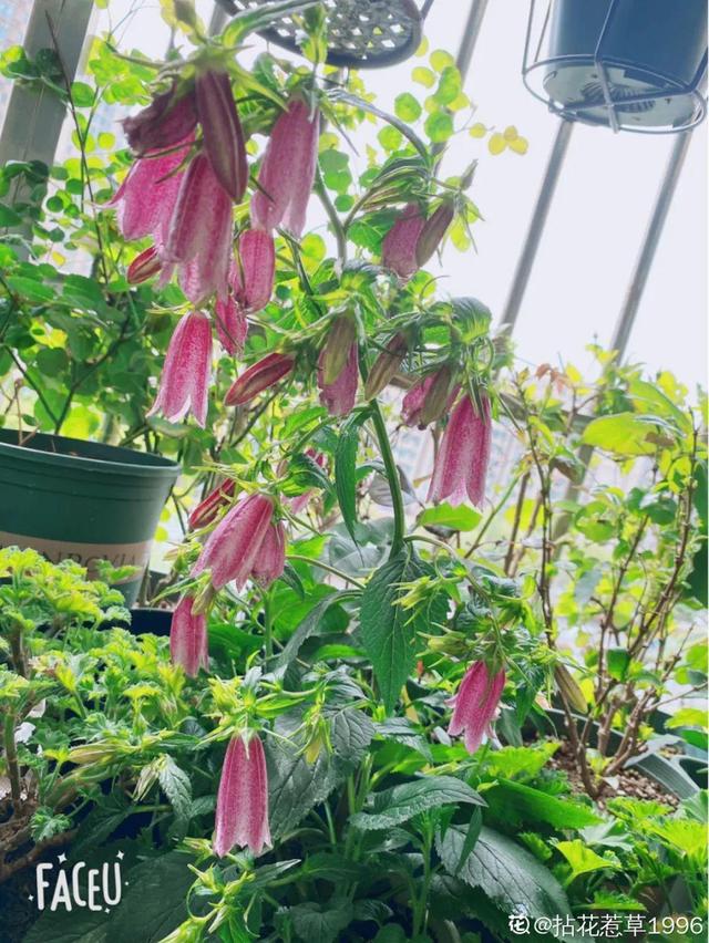 清新可爱的风铃花，漂亮风铃花（其中一个还能吃）