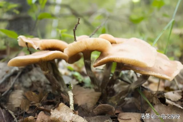 哈尔滨特产有哪些，哈尔滨特色十大名小吃（哈尔滨最值得买的6大特产）