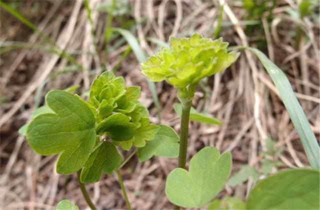 龙芽菜是什么菜（龙芽菜栽培技术）