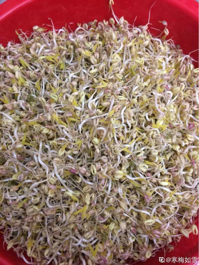 平菇种植最简单方法，平菇种植最简单的方法（喷喷水就能长）