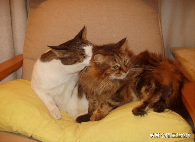 第一次养猫要注意什么，第一次养猫需要注意什么（做到