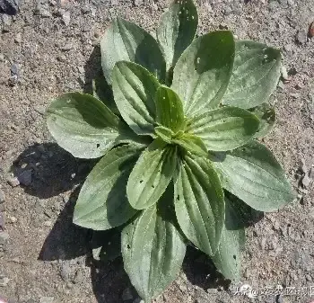 野荞麦根和乌鸡蛋煮，野荞麦根和乌鸡蛋煮水的功效（农业科普：53种野菜）