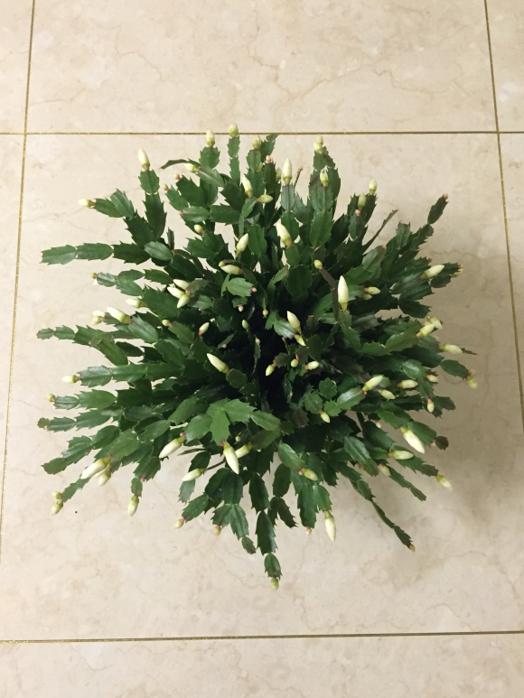 多花指甲兰，多花指甲兰的句子（剪剪“指甲”挤满花芽）