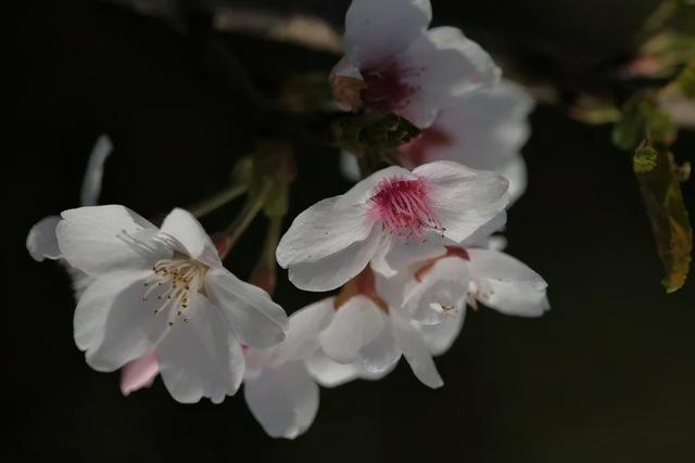 桃花的叶子像什么，桃花有叶子吗（如何分辨桃花、杏花、梨花、梅花、樱花、李子花、海棠花……）