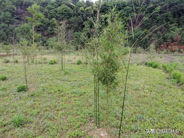竹子的种植方法，这样栽竹子栽一棵活一棵而且出笋快