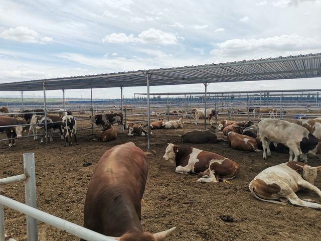 养牛的利润与成本计算，养牛的利润与成本计算公式（根据不同的情况计算养牛的成本和利润）