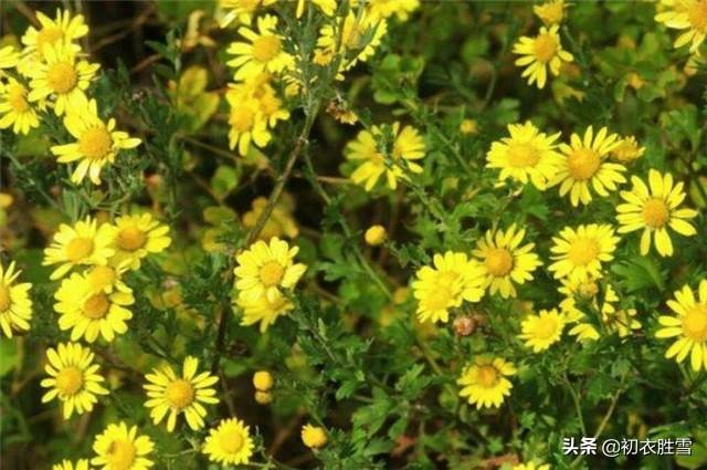 黄巢两首菊花诗，黄巢菊花诗赏析（解读黄巢菊花诗以及黄巢留世的三首诗）