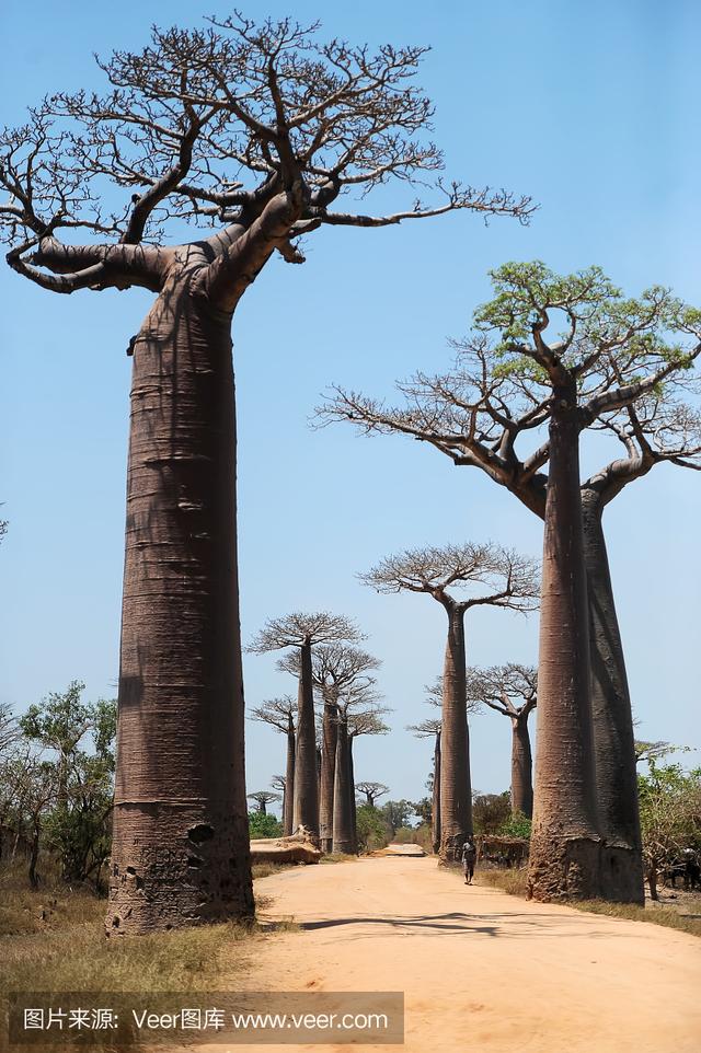 非洲最大的岛屿，非洲最大的岛屿叫什么（非洲最大的岛——马达加斯加岛）