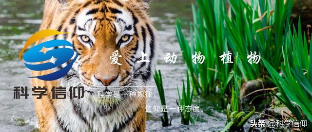 蚁后是怎么来的（蚁后是如何从无到有）