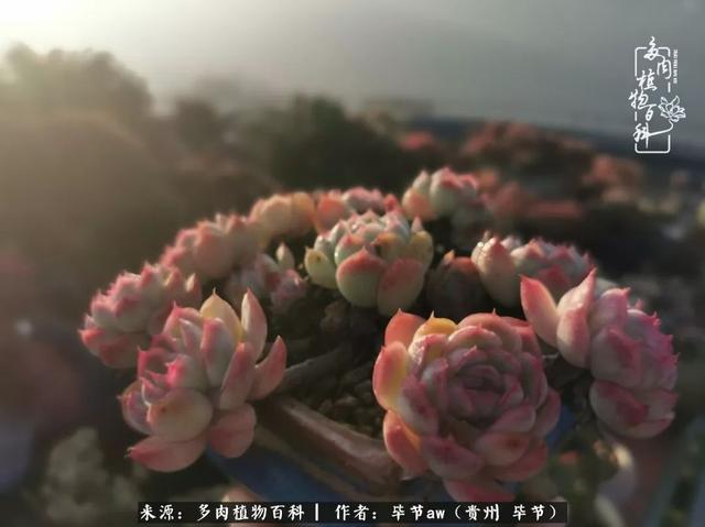 晴天橙子可爱头像微信，晴天橙子可爱头像（有多少次的会心一笑，全因多肉）