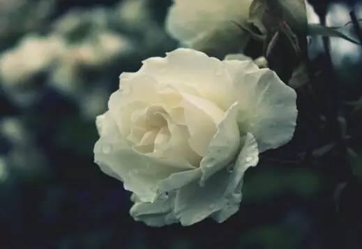 各种花的花语，各种花的花语爱情（史上最全花语大全）