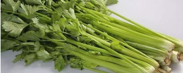 芹菜根可以种出芹菜吗，芹菜放冰箱保鲜里能保存多长时间（芹菜根种植方法）