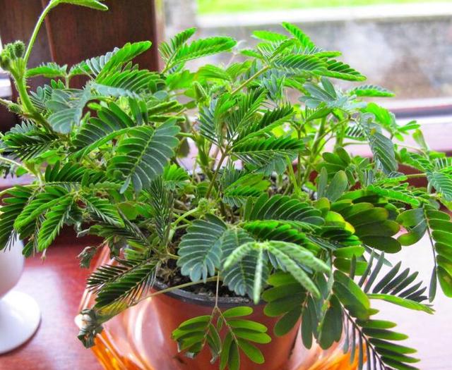 含羞草有毒，会“害羞”的含羞草还摆着（含羞草有毒吗可以在家里养吗）