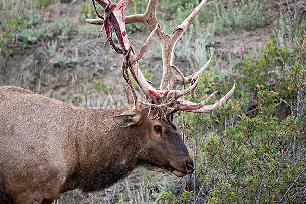 母鹿头上有角吗,鹿母的有没有角(脱落与再生:神奇的鹿角)