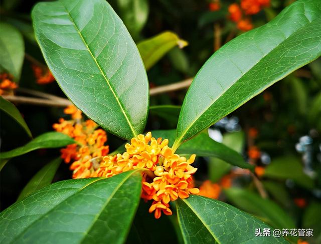 如何分辨桂花开不开花，秋意浓，最是桂花香