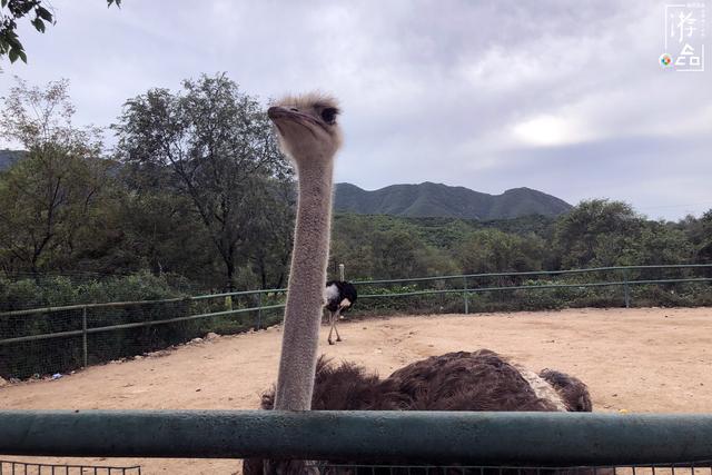 八达岭野生动物园攻略，八达岭野生动物世界景点介绍（北京八达岭野生动物园）