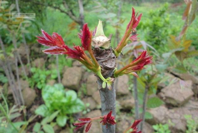香椿是什么，香椿是什么植物（果实作用格外多）