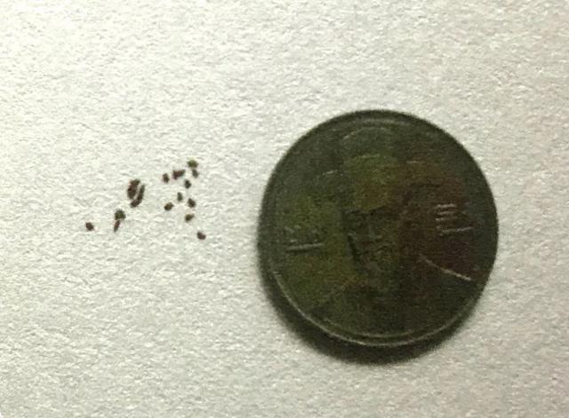 地不容的繁殖方法，地不容的繁殖栽培（试试哪一种方法更容易成功栽种在阳台上）