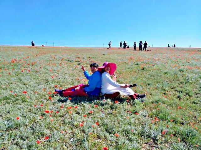 因素花（罂粟花栽培，种植罂粟花是什么行为（浪漫山野的野罂粟花）