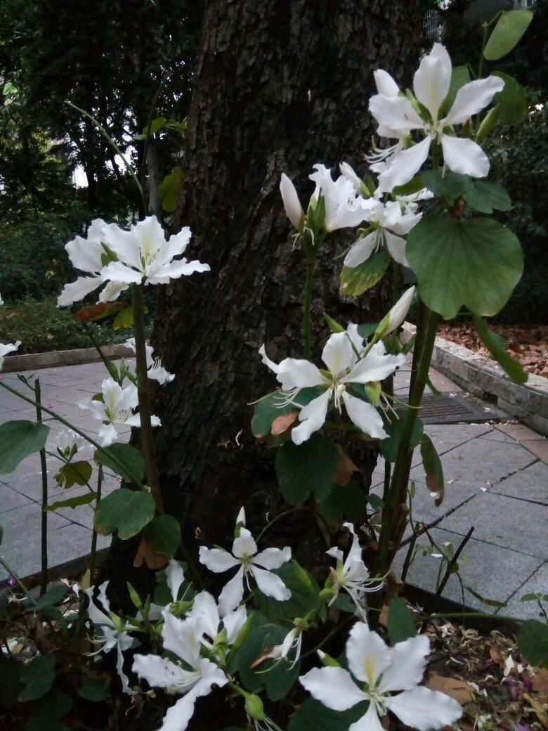 这种白色的像向日葵的花是什么啊，这种白色的像向日葵的花是什么啊英语（特写：白紫荆花）