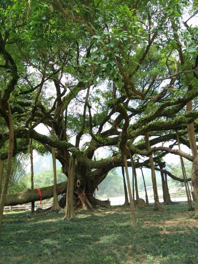 最大的动物，地球已有的最大动物、植物、真菌都是啥（最大的动物体重约多少吨）