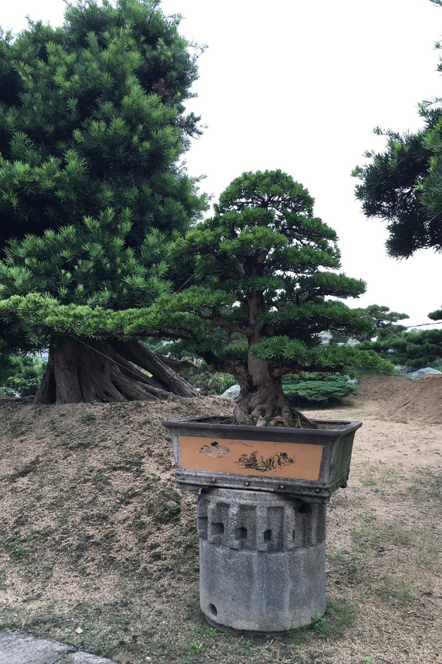 罗汗松,罗汉松盆景造型常用三法(罗汉松果实)