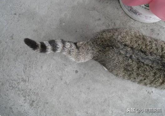 麒麟尾（麒麟尾猫），你的喵可能有皮卡丘血统（麒麟尾猫咪图片）