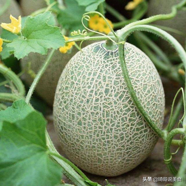 怎样挑选哈密瓜，什么样的哈密瓜好吃（喜欢吃西州蜜瓜的朋友）