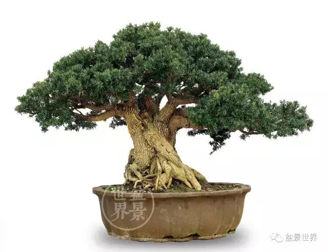 黄杨木盆景养护注意事项，怎样养黄杨木盆景（一组黄杨盆景精品欣赏）