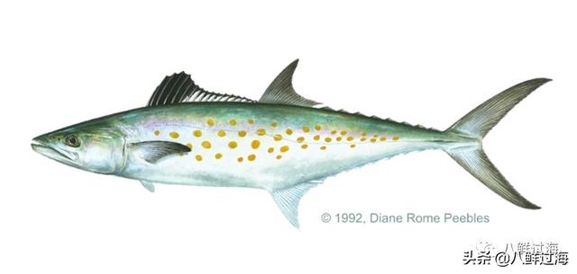 马鲛鱼有几种，马鲛鱼是什么鱼种（鲐鱼、鲅鱼、挪威青花鱼）