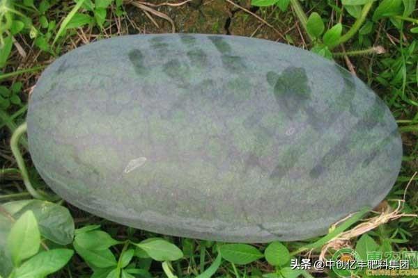 黑美人西瓜种植技术，黑美人西瓜种植技术与管理法（黑美人西瓜怎么种植高产）