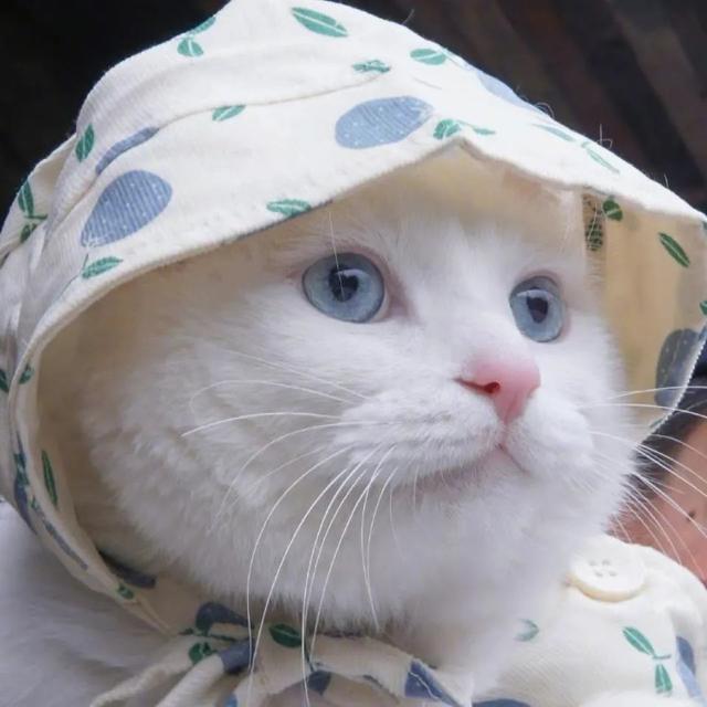 如果你不会回来 请把快乐还给我，微信头像，如果你不会回来 请把快乐还给我（微信头像 爱不释手）