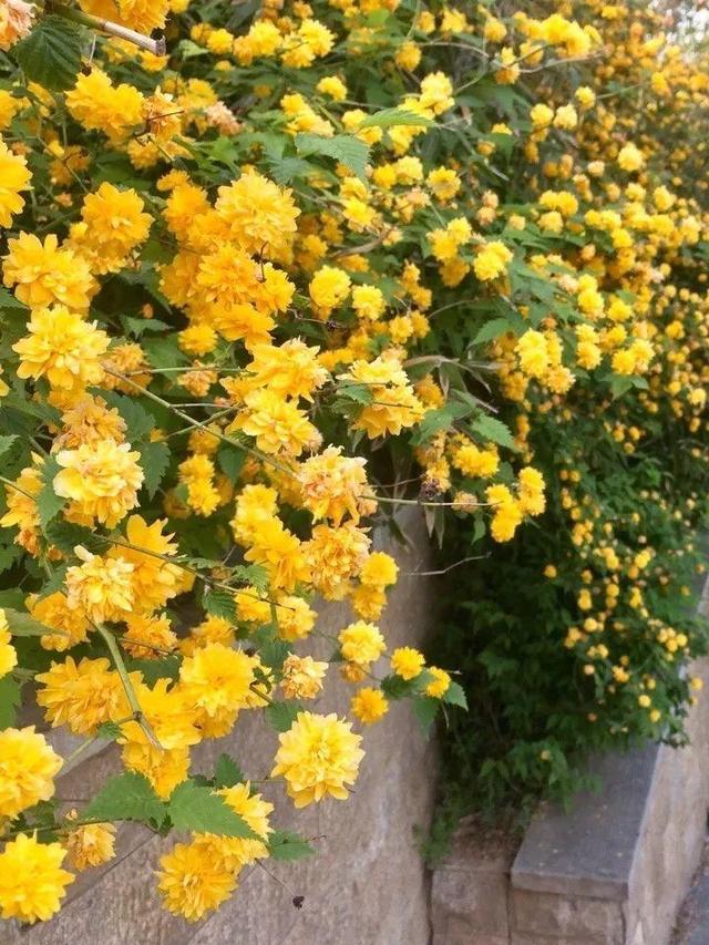 桂花树的风水禁忌，院子里种桂花树的风水禁忌（种在门口最有派头）