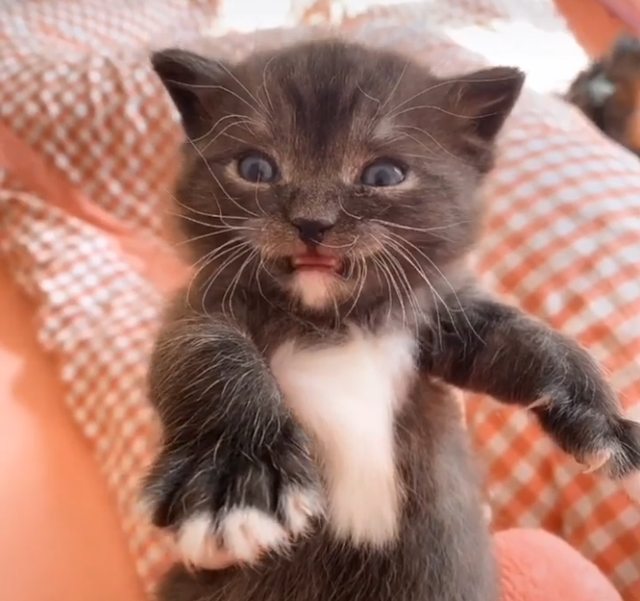 串串猫是什么品种，串串是什么品种（乱配生出的小猫）