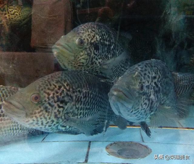 花斑鱼怎么做好吃，花斑鱼切片怎么做（加盐和料酒就错啦）