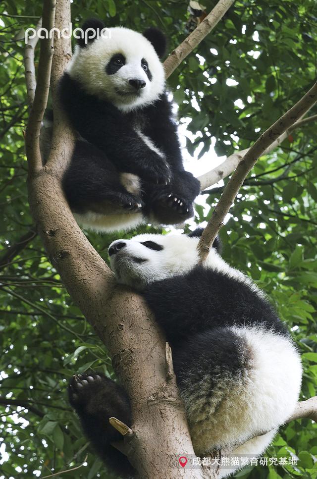大熊猫战斗力如何，熊猫在动物中战斗力排名（教你快速判断一只熊猫的战斗力）