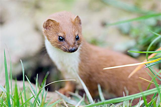 黄鼬是什么动物，黄鼠狼最怕三种克星（黄鼠狼全身是宝，为何无人敢养）