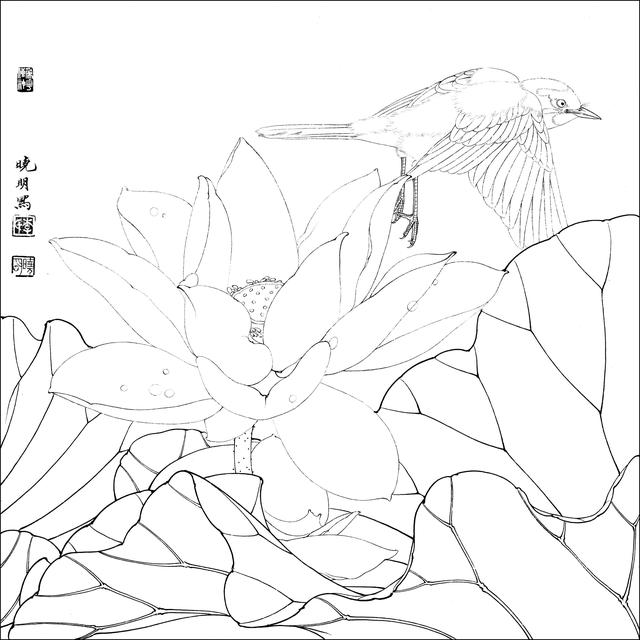 工笔荷花白描，高清工笔荷花白描 110幅