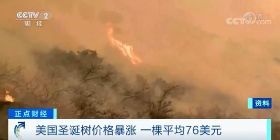 圣诞树价格恐大涨，圣诞树价格（圣诞树种数量急剧下降）