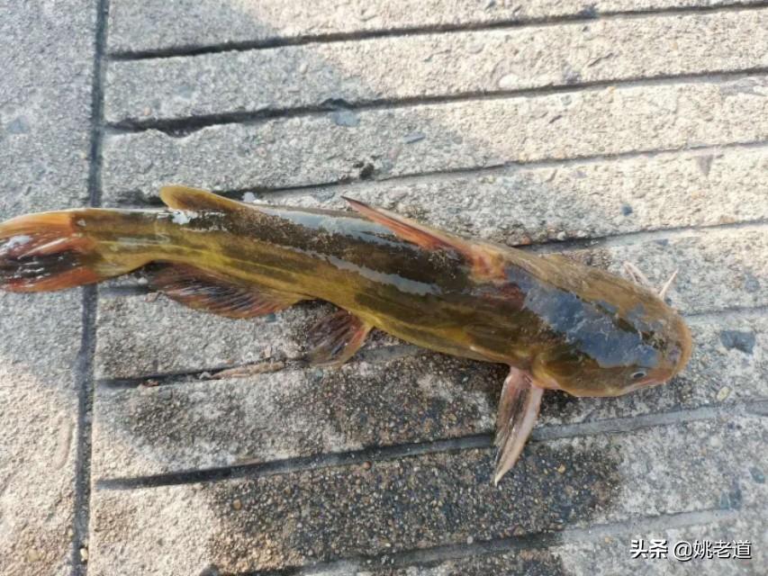 钓嘎鱼用什么打窝最快(钓嘎鱼冷知识)