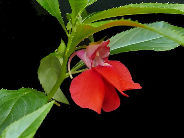 什么是茶蘼花，什么是荼蘼花（六月，梦一场荼蘼花事）