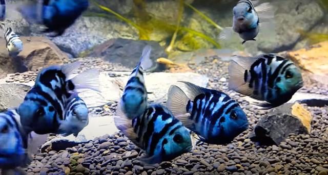 鹦鹉鱼可以跟什么鱼混养，什么鱼可以与鹦鹉鱼混养（迷你鹦鹉鱼能和什么鱼混养）