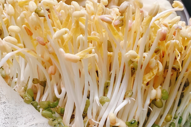 如何自种绿豆芽，怎样自己种绿豆芽（不用土壤不用肥料）