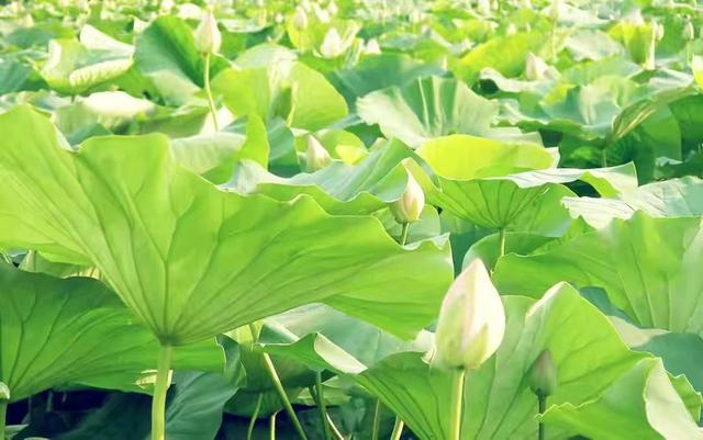 男人拖着不分手的原因，男人冷淡拖着不提分手（为什么男人不爱你）