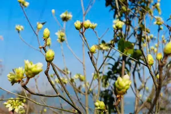 野生吊钟花什么时候开花，吊钟花结果吗（鲜艳的春节红已提早报春）
