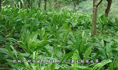 杨铁叶子是什么样子的，杨铁叶子叫什么（鲁梅克斯-K-1杂交酸模）