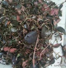 野生与种植的金线莲功效区别，金线莲栽培品和金线莲野生品的区别秘密