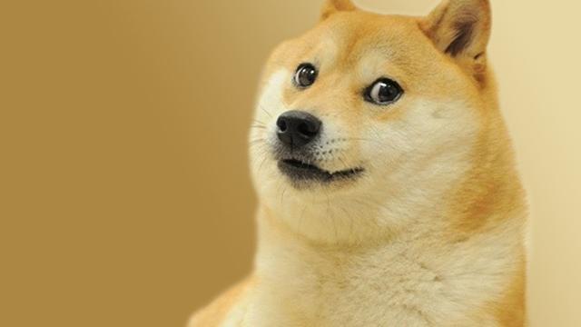 日本柴犬的特点，日本柴犬品种推荐（独立干净爱掉毛）