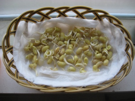 豆子泡水里，湿毛巾捂一捂，5天长出芽苗菜